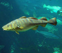 a school of cod fish swimming